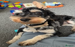 Cockapoo dogs for sale: 2year old cockapoo looking for forever home  - Image 1