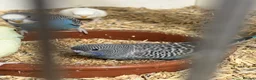 Budgerigars birds for sale: Bf, split bf, cockatiel, normals and canary - Advert 5