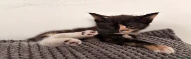 Domestic Shorthair 4
