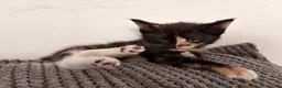Domestic Shorthair cats for sale: 1 male 2 female kittens ready to go home - Advert 8