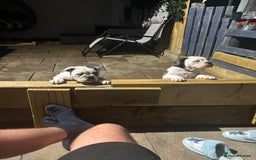 Olde English Bulldogge dogs for sale: Last 2 baby girls left  - Image 35
