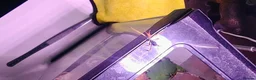 Stick Insects invertebrates for sale: Spiny Stick Insect Nymphs - Advert 8