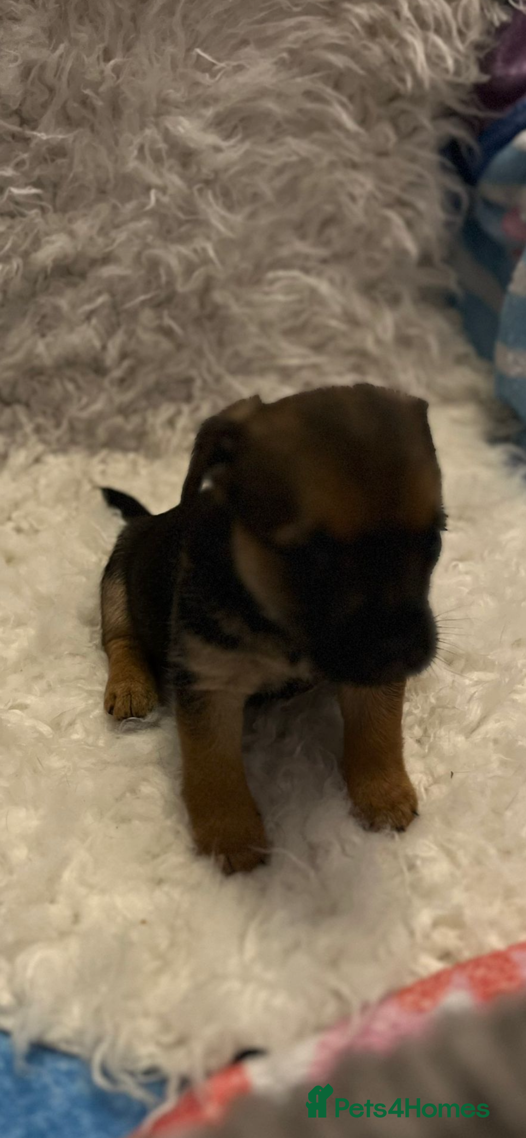 Mixed Breed dogs for sale: Stunning jack x borders ❤️❤️❤️ - Advert 4