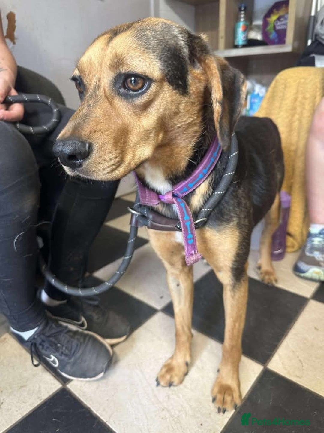 Mixed Breed dogs for adoption: Meet Coral, currently residing in Cheshire  - Image 10