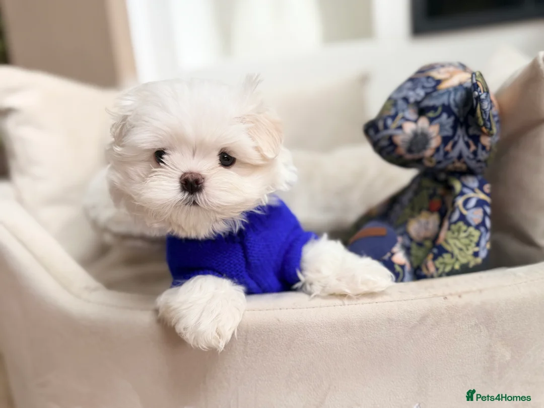 Maltese dogs for sale: Bambelina Full Korean Bloodline Maltese - Advert 13