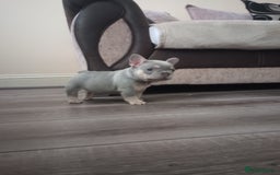 French Bulldog dogs for sale: £1250 KC Registered Quality Pups Ready To Go 30/08 - Image 1