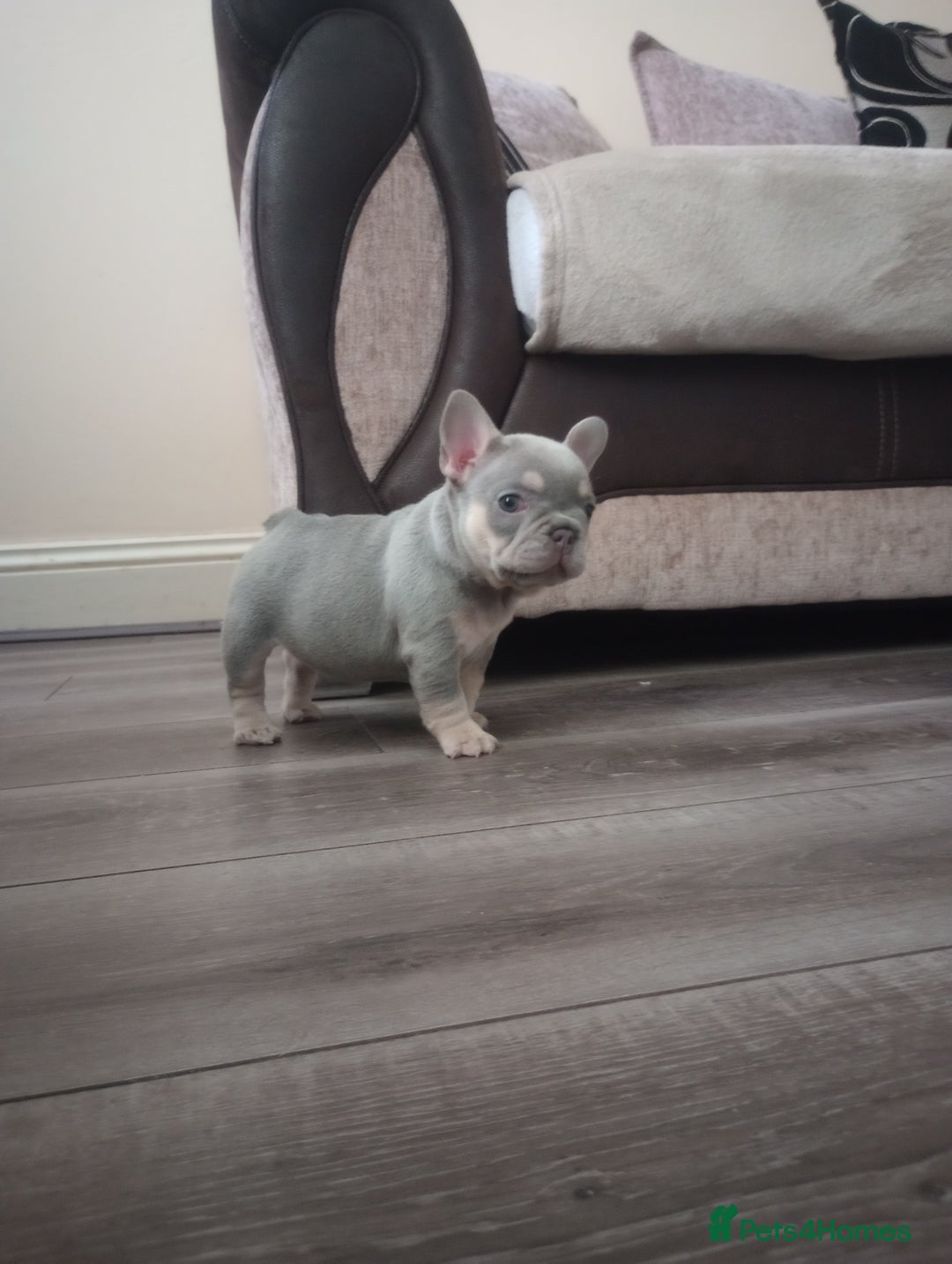 French Bulldog dogs for sale: £1250 KC Registered Quality Pups Ready To Go 30/08 - Image 1