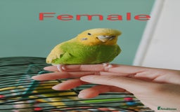 Budgerigars birds for sale: Budgies  - Image 2