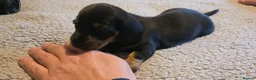 Dachshund dogs for sale: Three long haird beautiful Dachshund in Liverpool - Advert 6