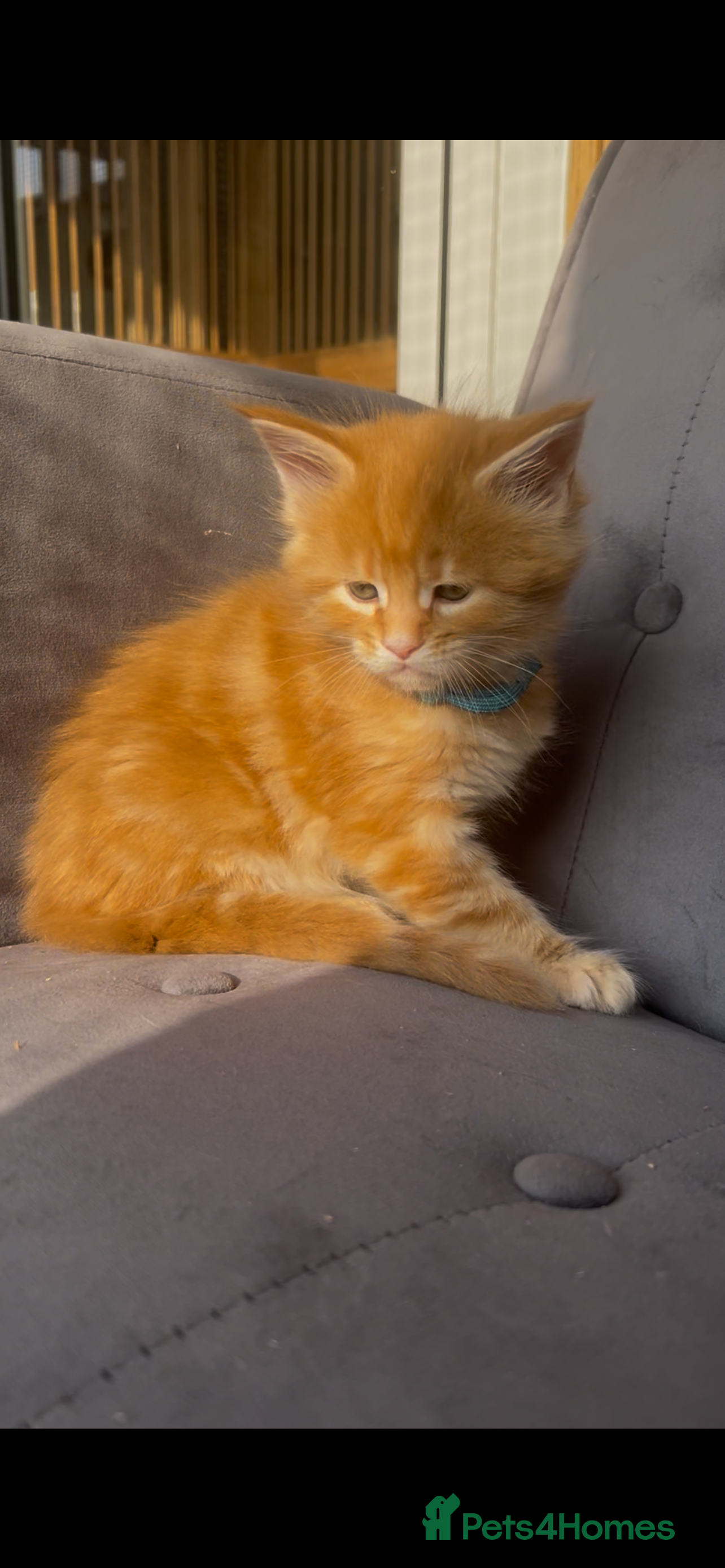 Maine Coon cats First kittens of GCCF Maine coon Champ for sale  - Advert 2
