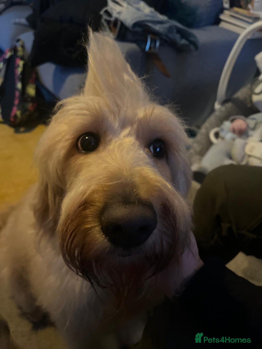 Goldendoodle dogs for sale: Beautiful F2 Goldendoodle Puppies  - Advert 14