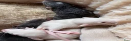 Rat rodents for sale: Beautiful dumbo fancy rats  - Advert 3