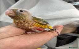 Conures birds for sale: Hand Reared Tame baby conures  - Image 6