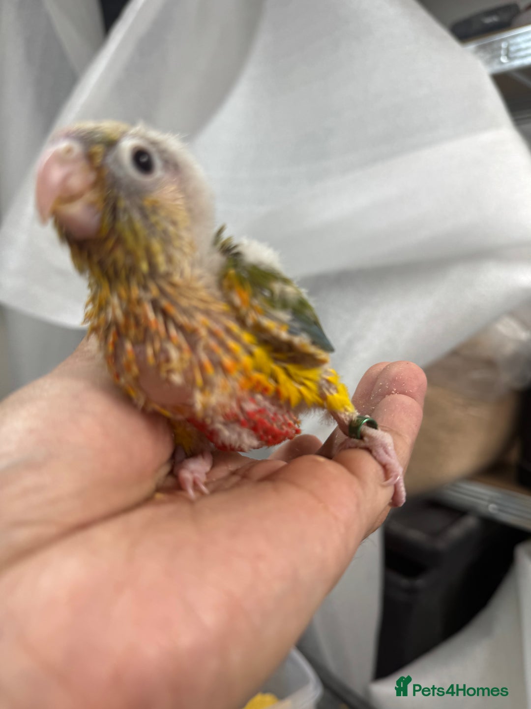 Conures birds for sale: Hand Reared Tame baby conures  - Image 6