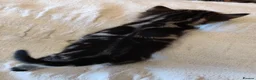 Mixed Breed cats for sale: Four beautiful kittens  - Advert 12