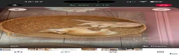 British Shorthair cats for stud: Exceptional NY12 BRI Black Golden Shell - Advert 6