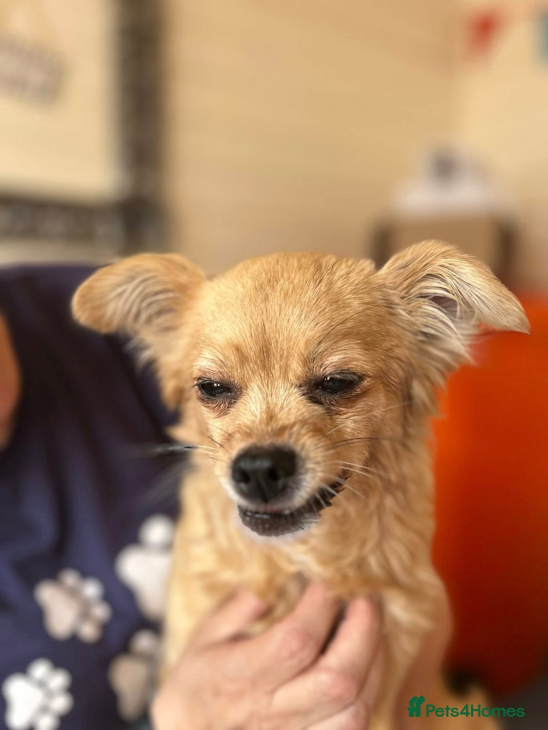 Mixed Breed dogs for adoption: Bambi - In Ayr looking for a home  - Image 10