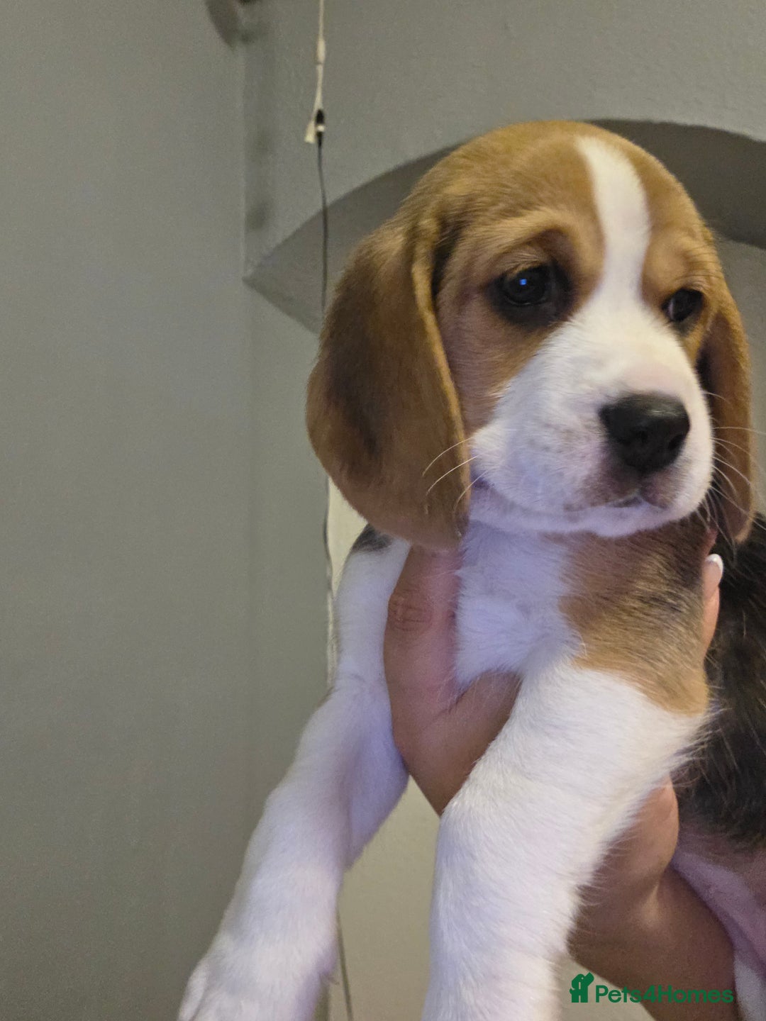 Beagle dogs for sale: Beautiful tri-colored puppies  - Advert 14