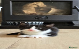 Mixed Breed cats for sale: Gorgeous mix breed kittens for sale!  - Image 3