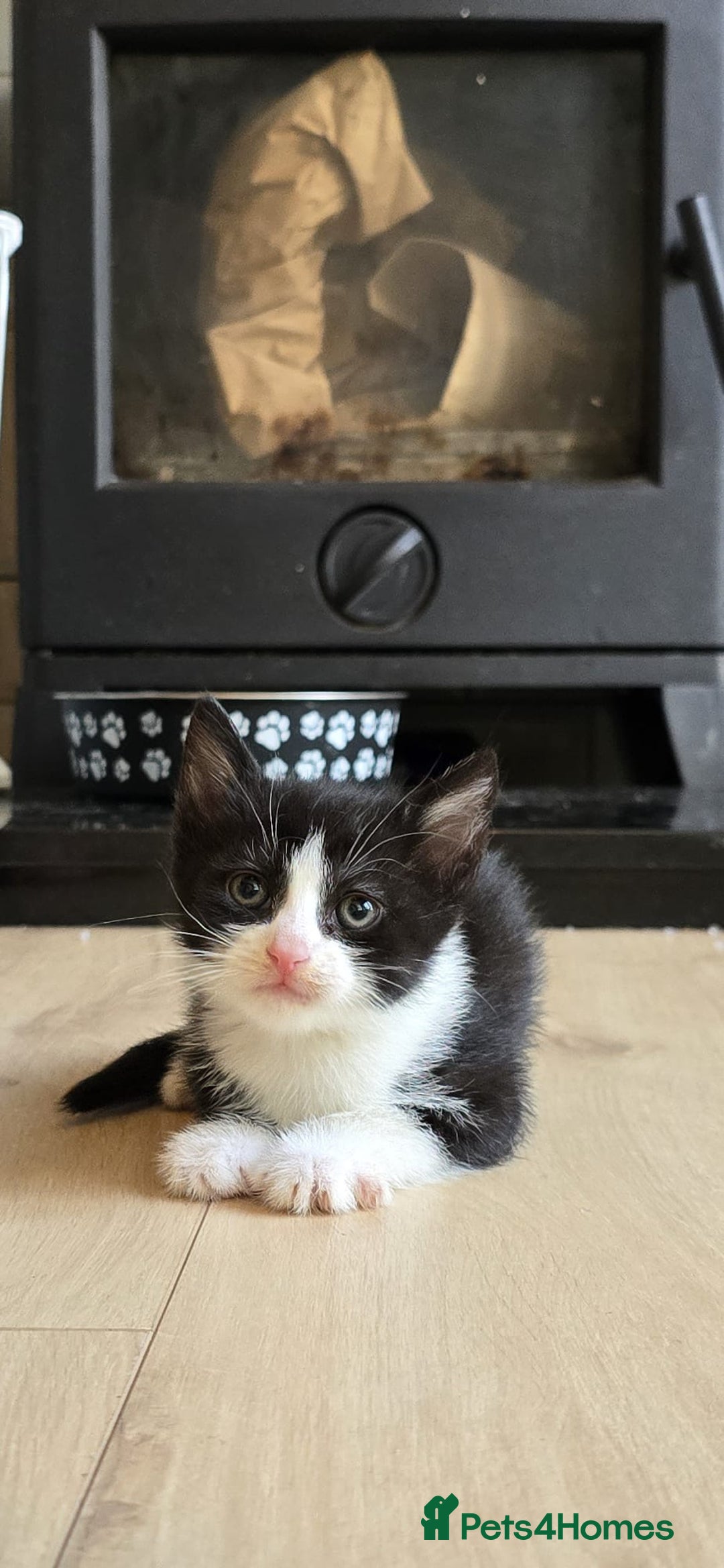 Mixed Breed cats for sale: Gorgeous mix breed kittens for sale!  - Image 3