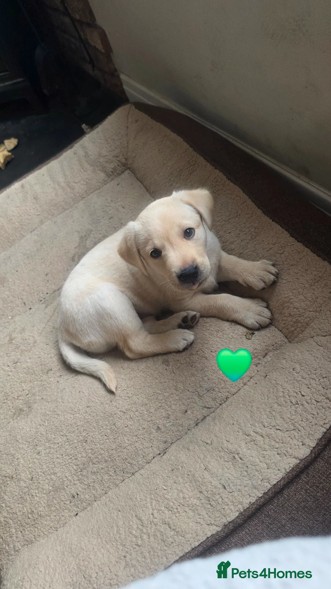 Labrador Retriever dogs for sale: KC registered labrador pups in Sheffield - Advert 2