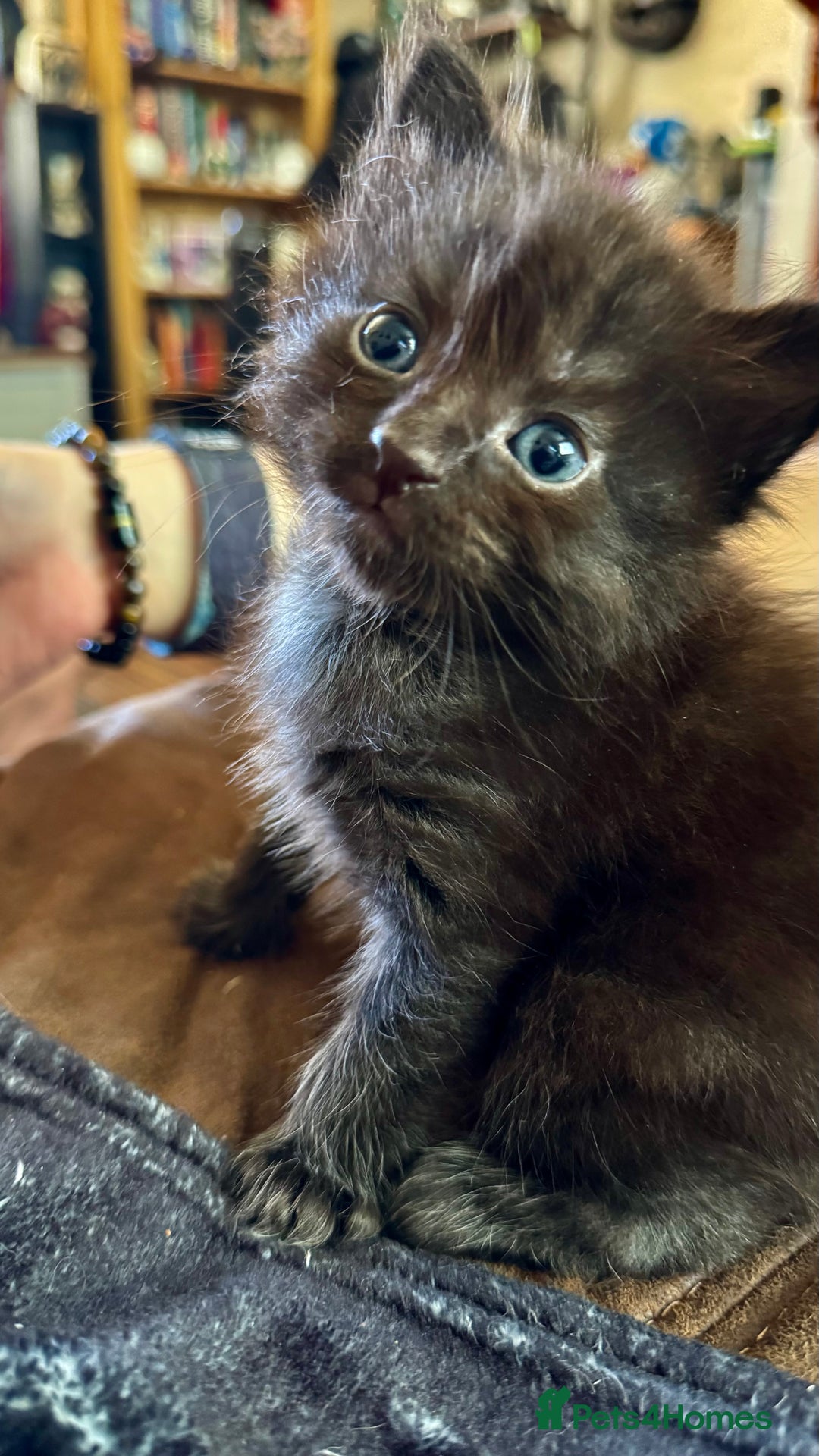 Ragdoll cats for sale: 3/4 ragdoll black kittens - Image 5