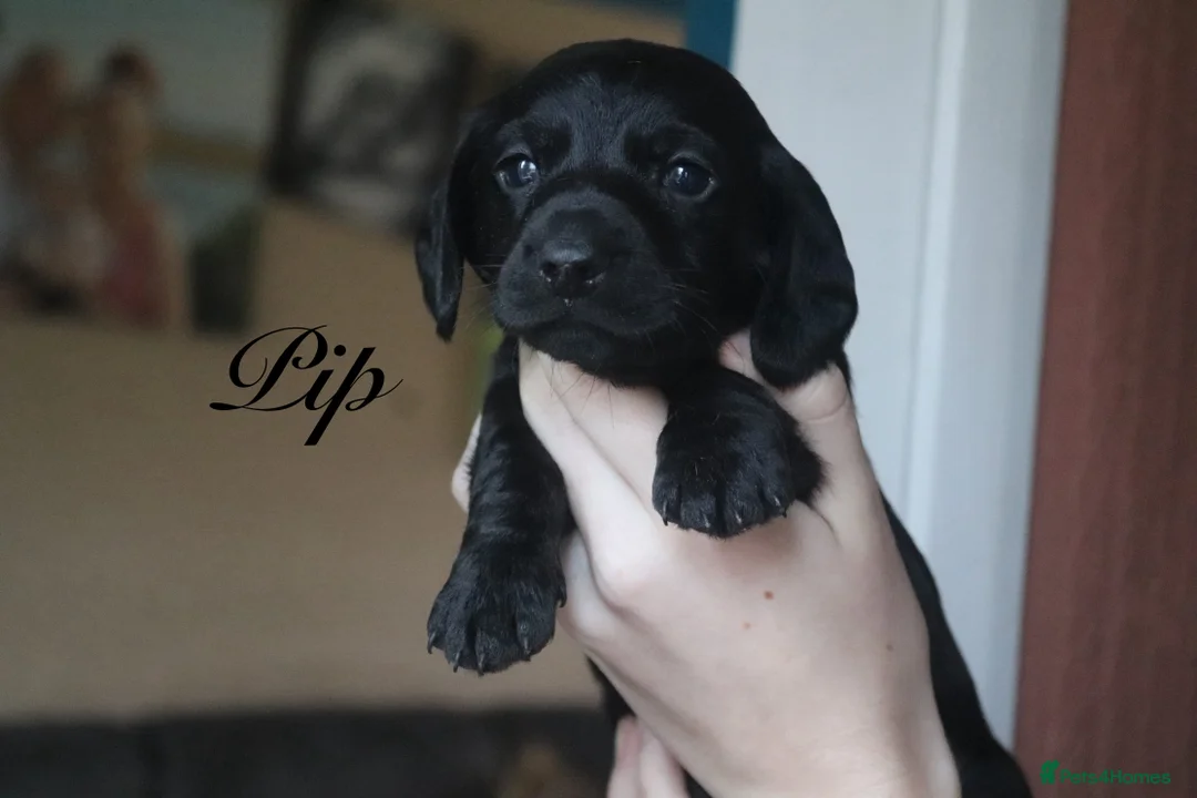 Miniature Dachshund dogs for sale: Miniature Dachshund pups❤️ - Advert 10