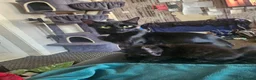 Mixed Breed cats for sale: 8 Week Old Kittens - Advert 2