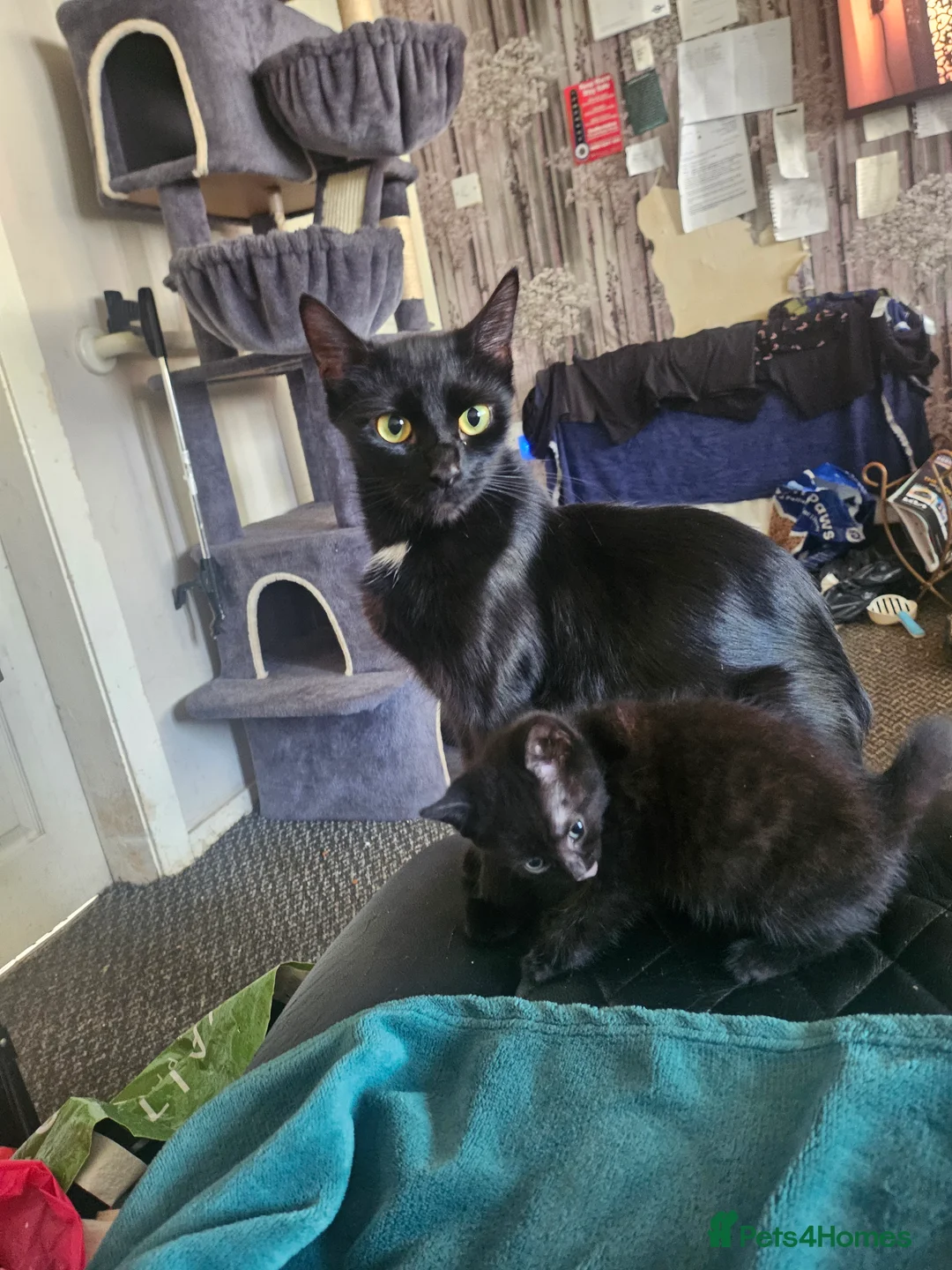 Mixed Breed cats for sale: 8 Week Old Kittens - Advert 2