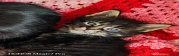 Mixed Breed cats for sale: Stunning 3/4 Maine Coon Kittens  - Advert 5
