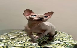 Sphynx cats for stud: BOY FOR STUD !  - Image 3