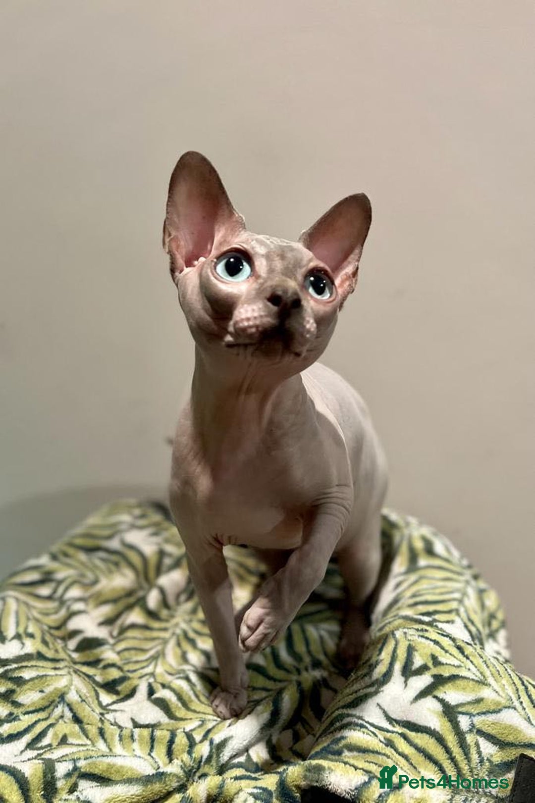 Sphynx cats for stud: BOY FOR STUD !  - Image 3