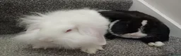 Mixed Breed rabbits for sale: Rabbits-8 weeks old. Cross lop eared, lion heads. in Benfleet - Advert 6