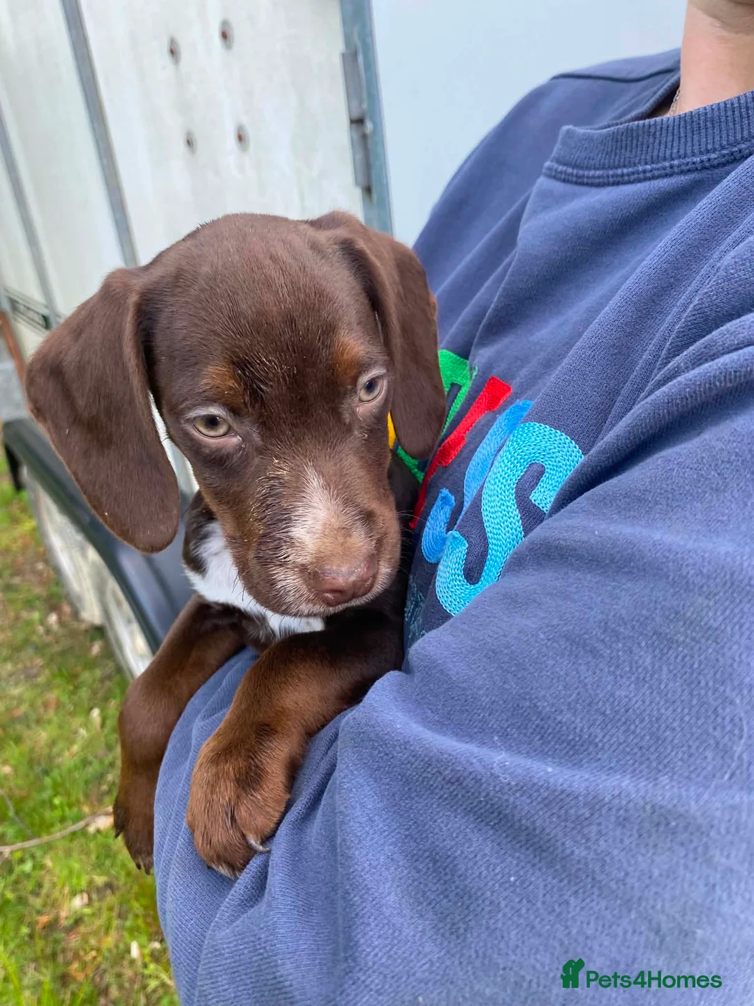 Mixed Breed dogs for sale: Gorgeous Pattercock pups patterdale X show cocker - Advert 1