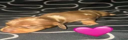 Miniature Dachshund dogs for sale: Miniature short-haired dachshunds (1 girl left) - Advert 21