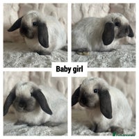 Mini Lop rabbits - Advert 4