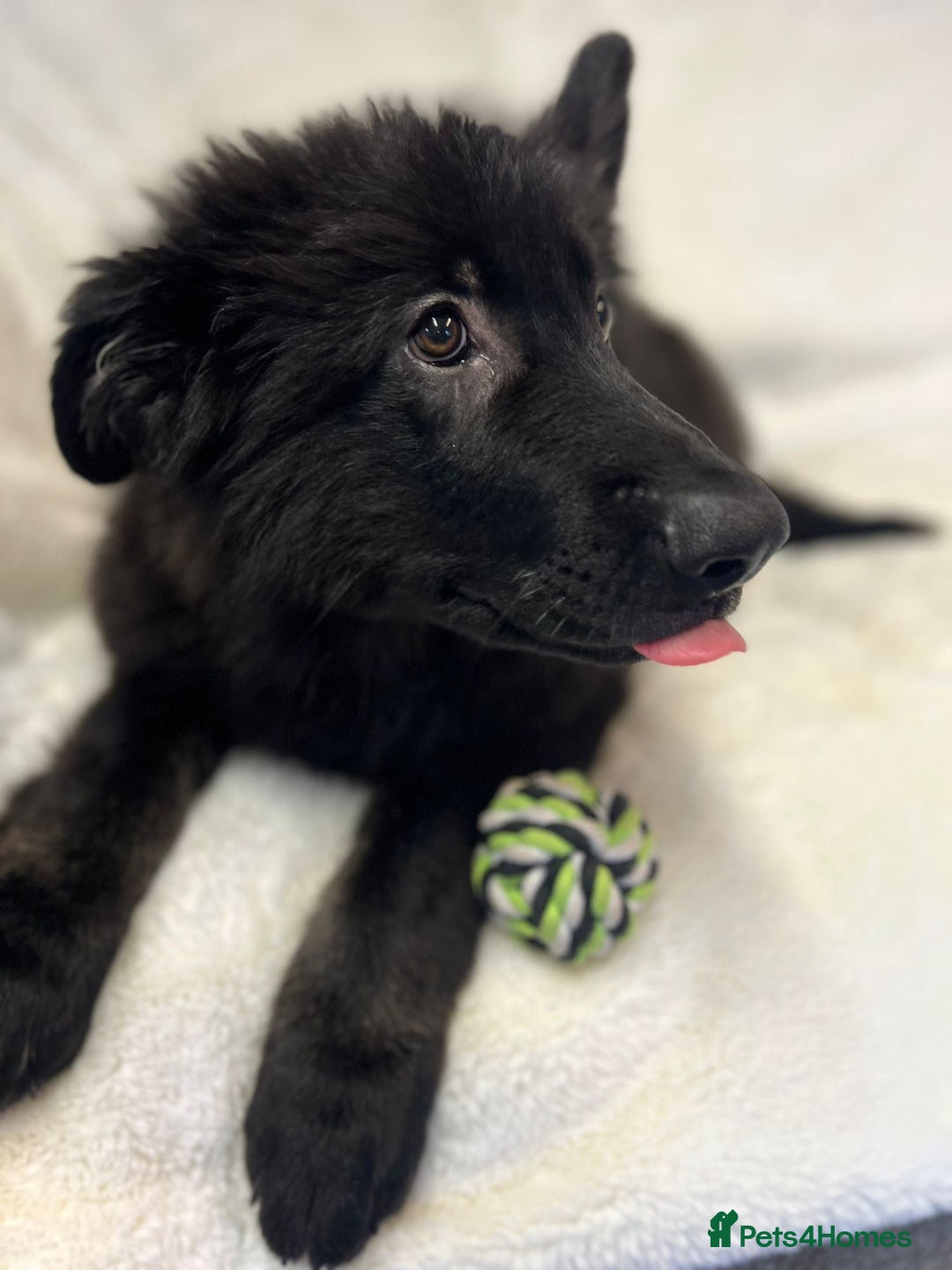 German Shepherd dogs for sale: Pedigree Long Haired German Shepherd  - Image 6