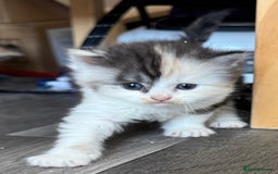 Persian cats for sale: Persian Kittens  - Image 8