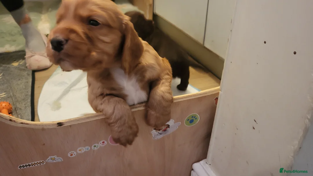 Cocker Spaniel dogs for sale: Lovely Litter of KC registered puppies for sale - Advert 15