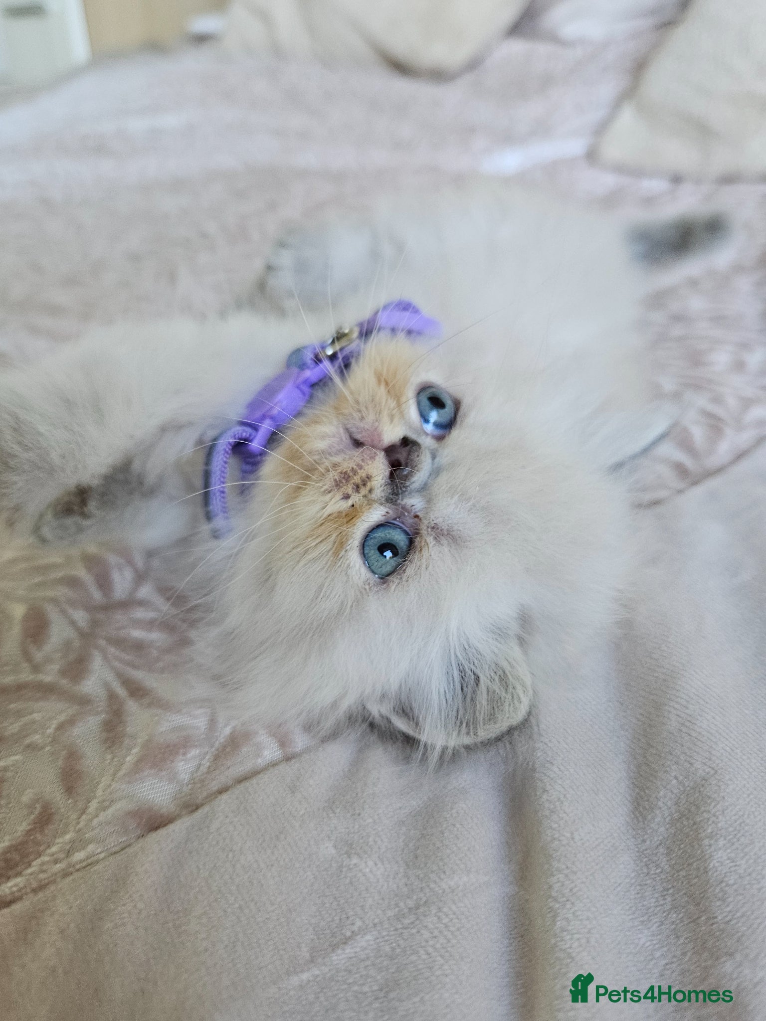 Persian cats for sale:  😻 Stunning Pedigree Persian Kittens😻 - Advert 16
