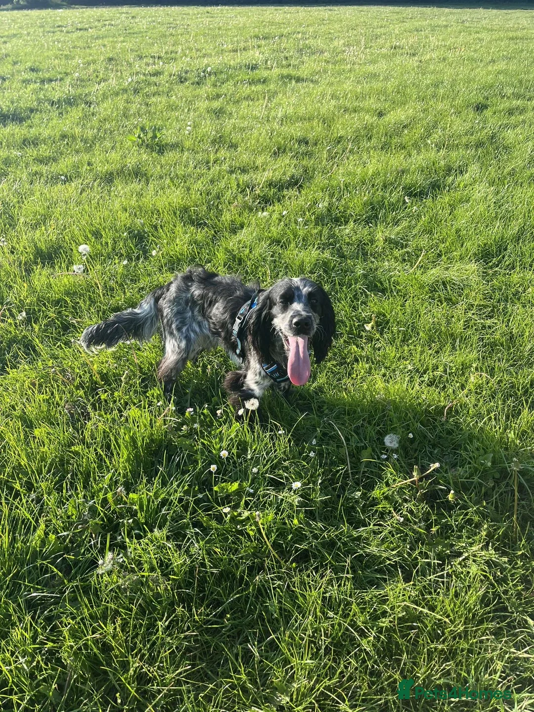 Cocker Spaniel dogs for stud: Dubie  - Advert 11