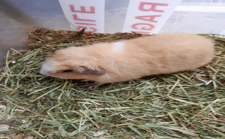 Guinea Pig rodents - Advert 1