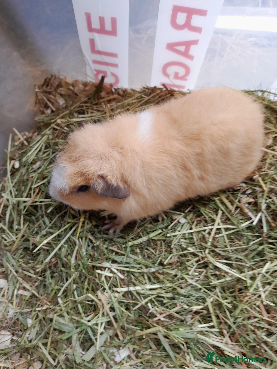 Guinea Pig rodents for sale: A pair of baby boys looking for a loving home. - Image 1