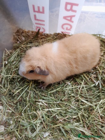 Guinea Pig rodents - Advert 15