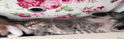 Mixed Breed cats for sale: 2 kittens available  - Advert 17