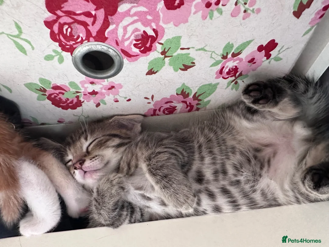 Mixed Breed cats for sale: 2 kittens available  - Advert 17