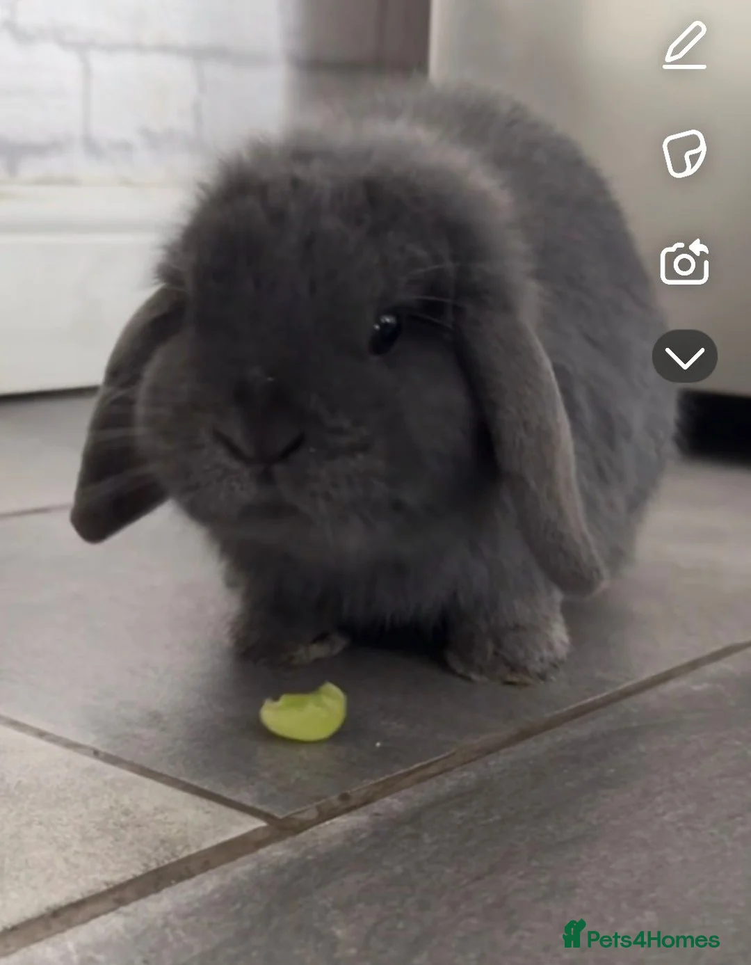 Mini Lop rabbits for sale: Mini Lop  in Milton Keynes - Advert 1