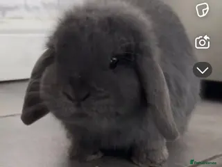 Mini Lop rabbits Mini Lop - Advert 5