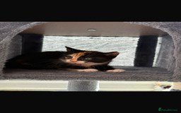 Mixed Breed cats for sale: Beautiful litter of kittens  - Image 9