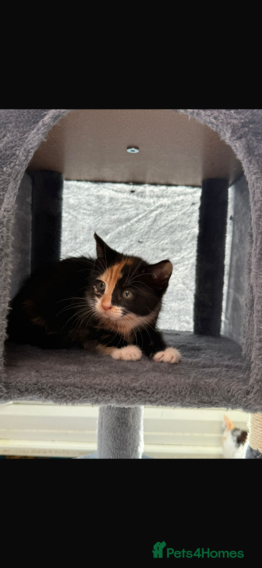 Mixed Breed cats for sale: Beautiful litter of kittens  - Image 9